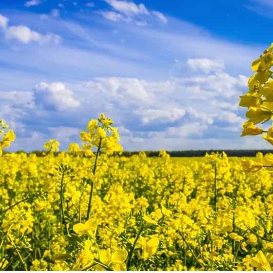 Mark med gule blomster og blå himmel