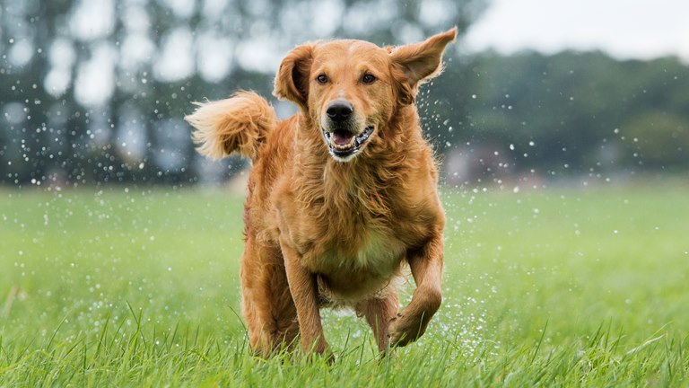 - forsikring til hund kat | OK