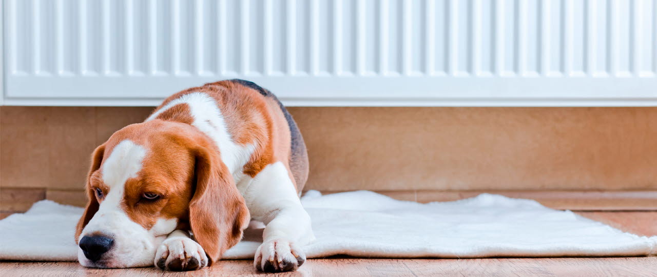 Naturgas hund ligger på gulvet