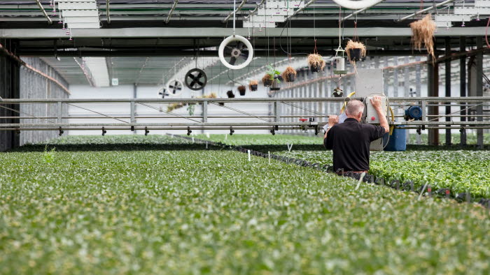 Stort drivhus i gartneri med lange rækker grønne planter