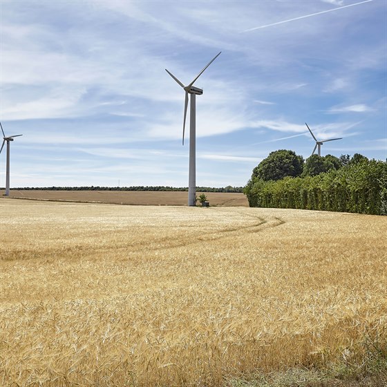 Kornmark med udsigt til flere vindmøller