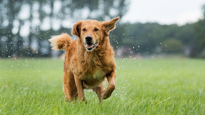 Større hund der løber på græsplæne