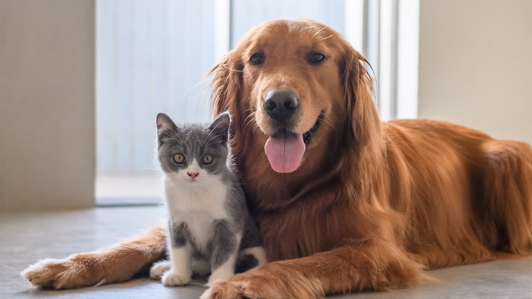 Hvad dækker en hundeforsikring og katteforsikring? Få svar | OK