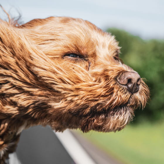 Hund i bil med hovedet ud af vinduet