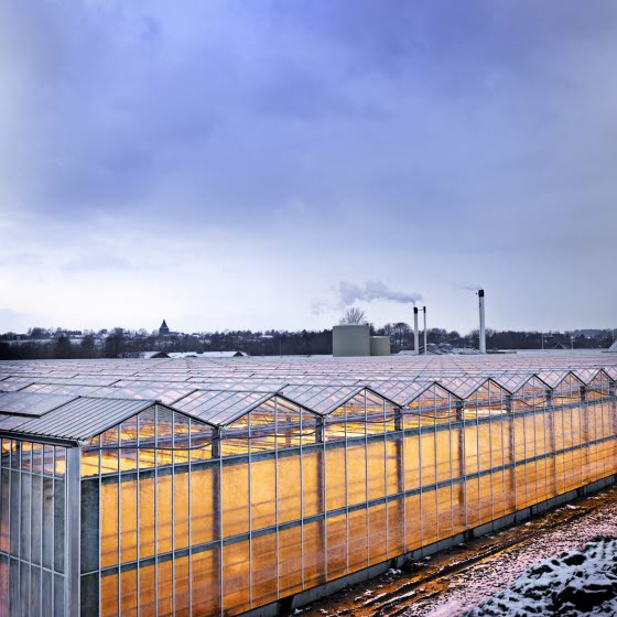 Gartneri med store drivhuse med lys