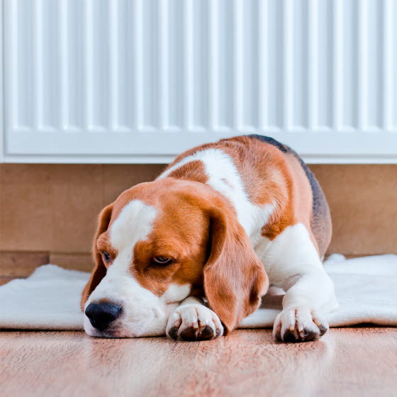 Naturgas hund ligger på gulvet