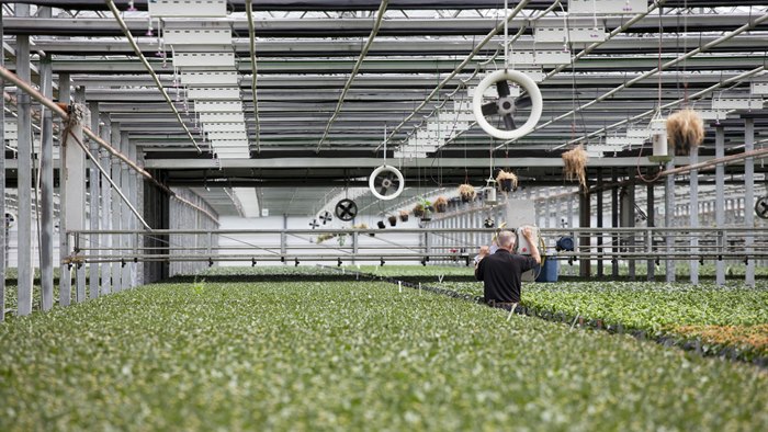 Stort drivhus i gartneri med lange rækker grønne planter