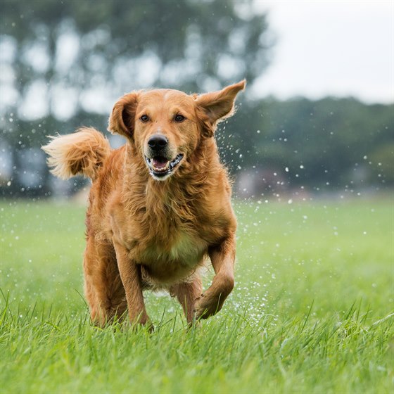 Større hund der løber på græsplæne